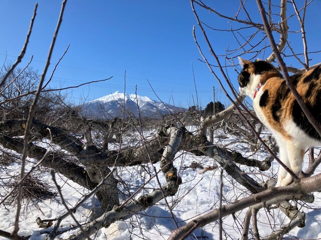 雪深い冬の青森‐福一農園の名物COOの猫