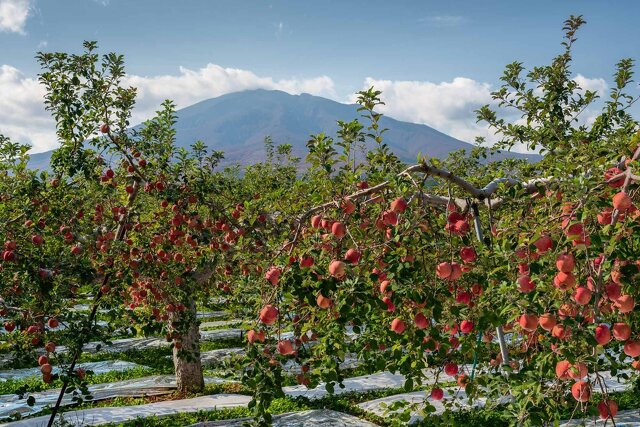 丁寧に栽培されている福一農園のりんご